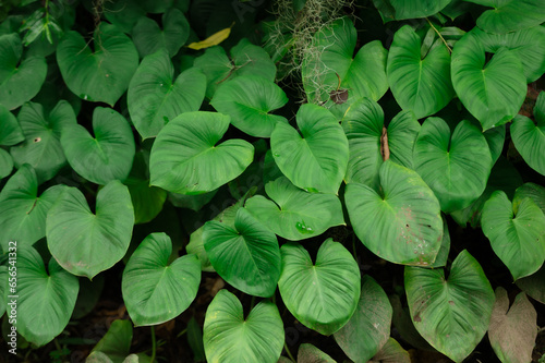 King of Heart broadleaf wild plant and often grows in the yard