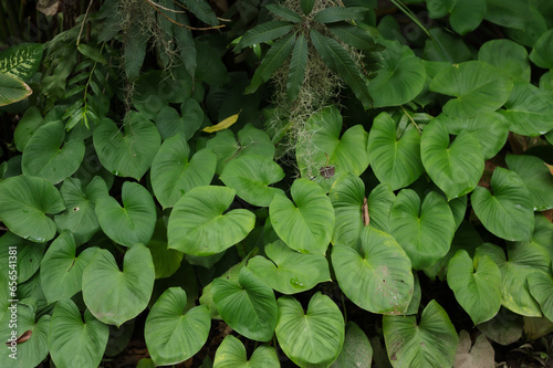 King of Heart broadleaf wild plant and often grows in the yard