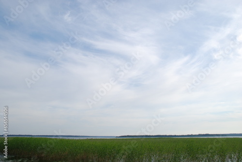 Large lake under the clouds. Sunny day the sky is covered with cirrus clouds. A wide lake with calm water  green reeds growing in the water. On other shore on which there is a forest.