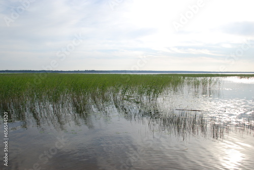 Large lake under the clouds. Sunny day the sky is covered with cirrus clouds. A wide lake with calm water  green reeds growing in the water. The sun s rays reflect off the surface of the lake.