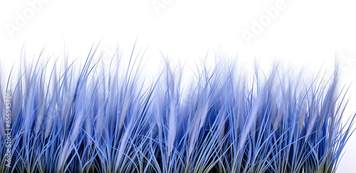 Blue fescue grass border isolated on a white background photo