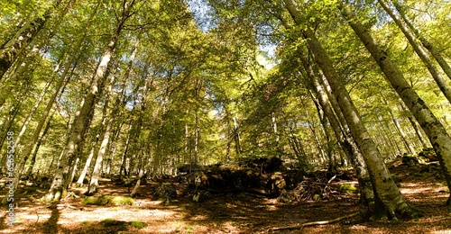 Forest of tall trees that begin to emerge from summer and reach autumn. giant beehives