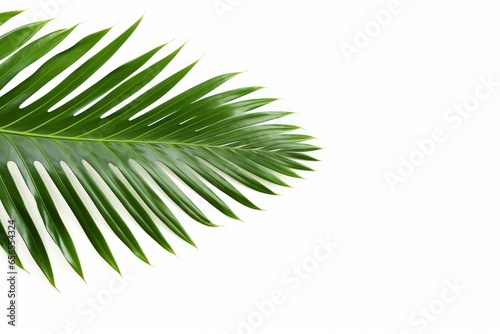 leaf palm isolated on white background, Generative AI