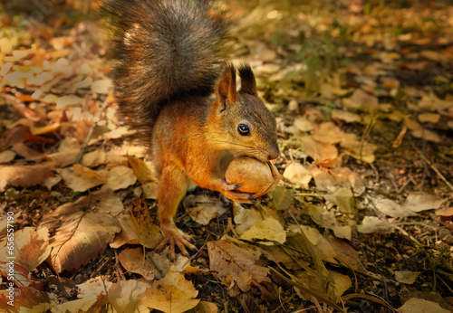 cute squirrel with walnut close up in autumn forest  blurred natural background. portrait of Eurasian red squirrel  Sciurus vulgaris  in natural habitat. save wildlife  care of wild animals  ecology