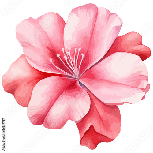 flower isolated on white background