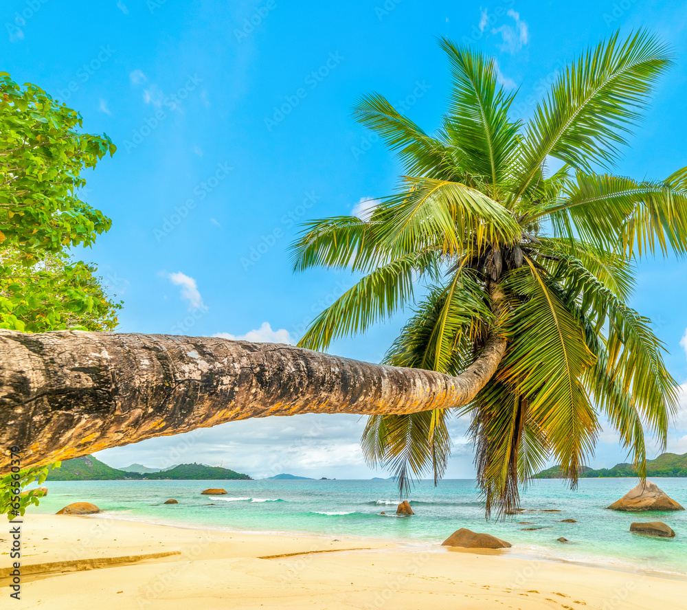 Obraz premium Leaning palm tree in Anse Boudin beach