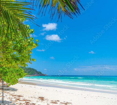 Palm trees and turquoise water in Anse Kerlan beach