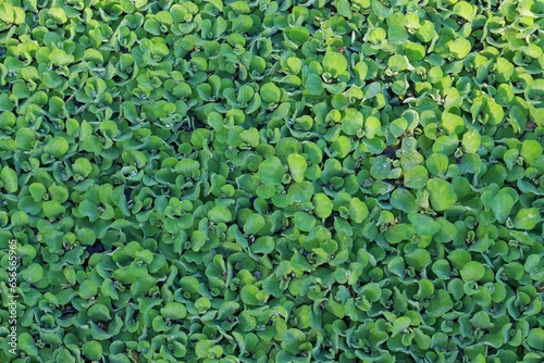 Kiambang : mas kumambang : pistia stratiotes floating on the water. Kiambang is a plant that lives in water, usually found in calm waters or ponds. Kiambang is usually used to decorate fish ponds. photo
