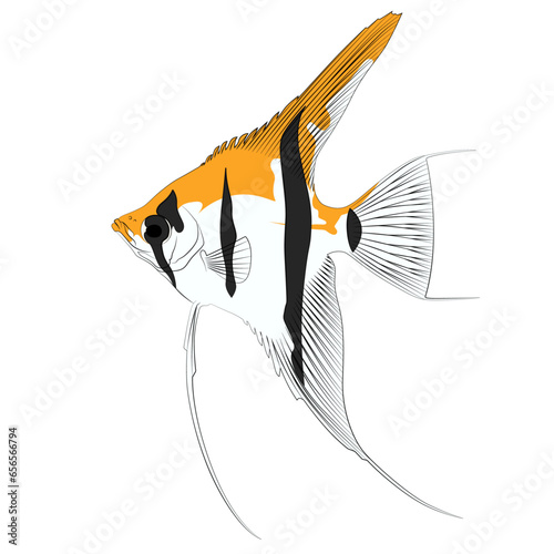 Pterophyllum scalare Sailfins, freshwater angelfish aquatic animal graphic illustrations aquarium fish
