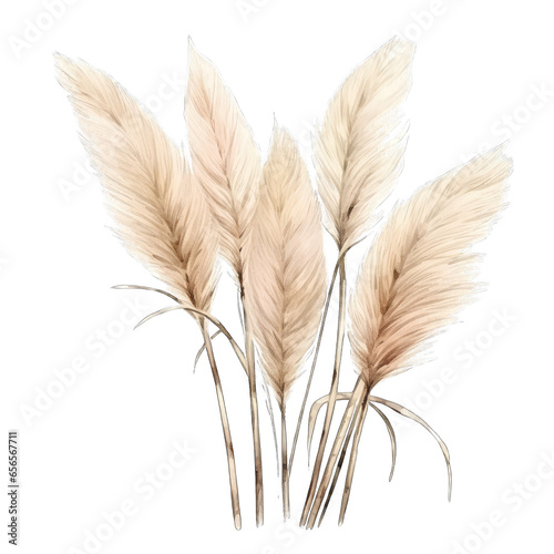 Pampas grass, isolated with transparent background