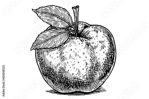 Apple drawing ink sketch. Engraved style retro vector illustration