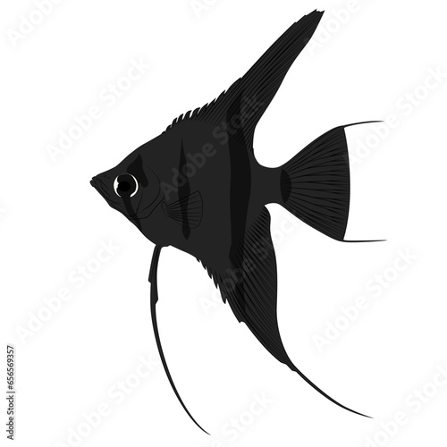 Black Pterophyllum scalare Sailfins, freshwater angelfish aquatic animal graphic illustrations aquarium fish