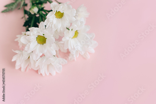 Beautiful white chrysanthemum flowers on a pink background. © Inna