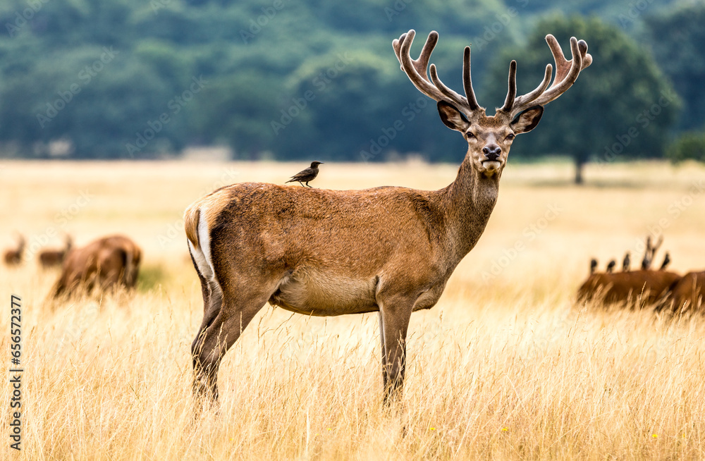 Obraz premium Deer in Richmond Park