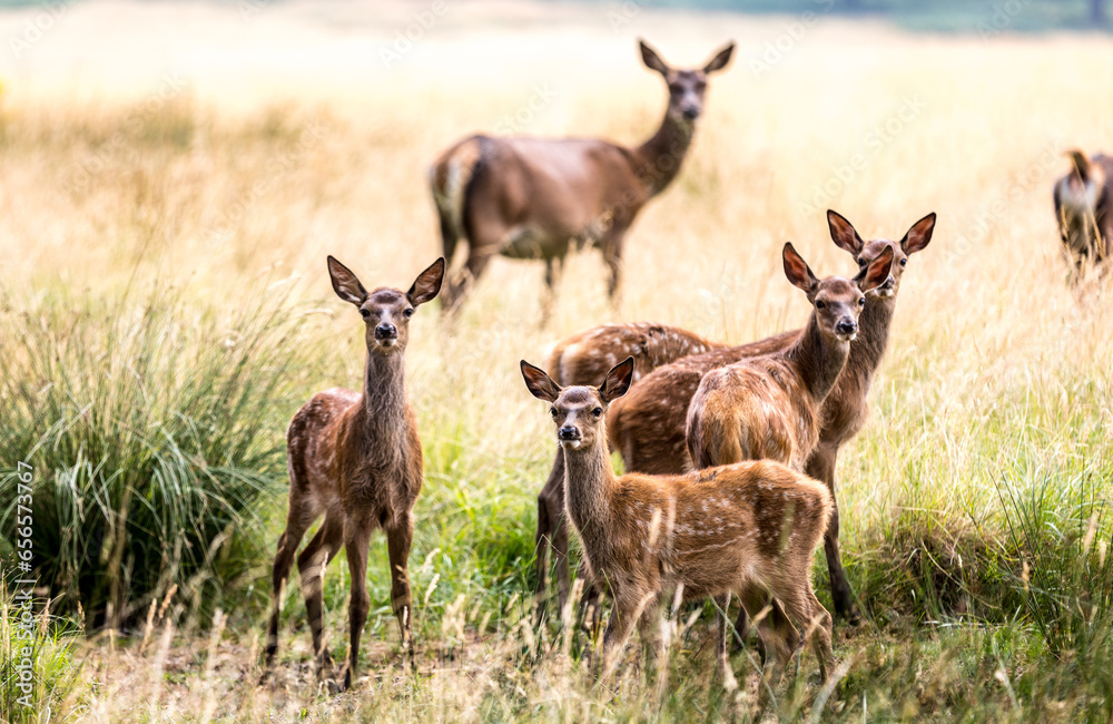 Naklejka premium Deer in Richmond Park