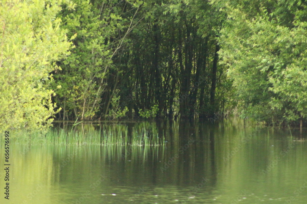 lake in the forest