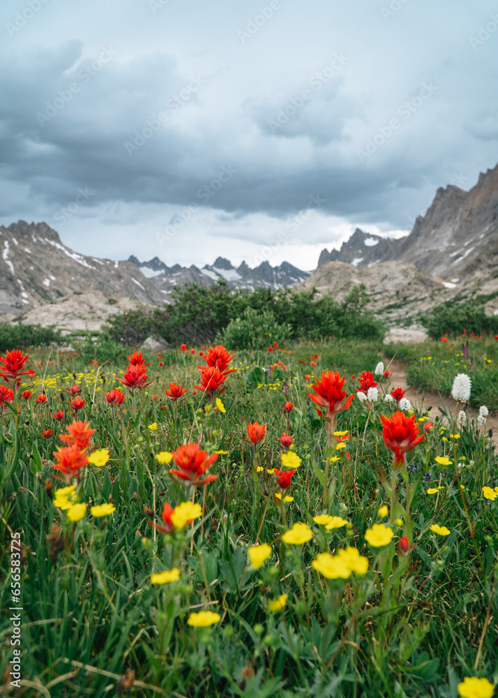 Fototapeta premium flowers in the mountains