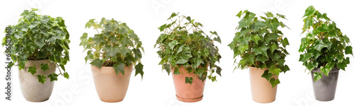 Photo Large house english ivy plant in modern pot or vase isolated on transparent back