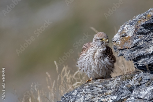
Wild Common Kestrel (Falco tinnunculus) perched on a rock looks askance with a funny expression on a sunny summer day in the Italian Alps. Piedmont. Beautiful feathers - Horizontal - photo