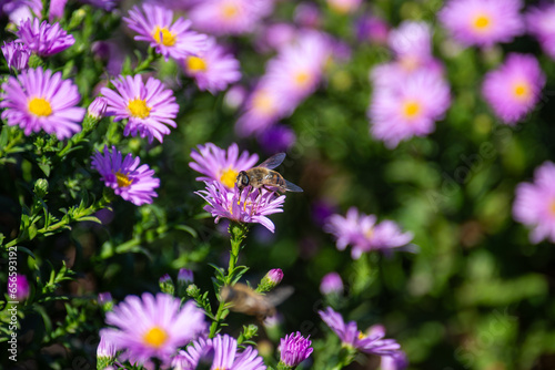 Cute insects against a background of beautiful flowers on a sunny day. Close up. Macro photography.