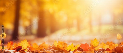 Autumn Leaves Panorama  Colorful Defocused Park Background