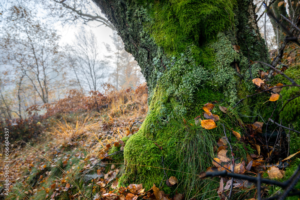 Fototapeta premium oak roots in autumn forest