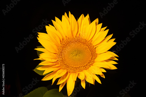 sunflower on black background