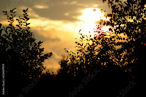 Tree branches on the background of sunset