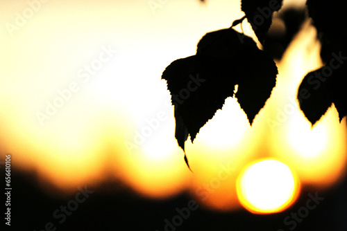 Birch leaves on the background of sunset