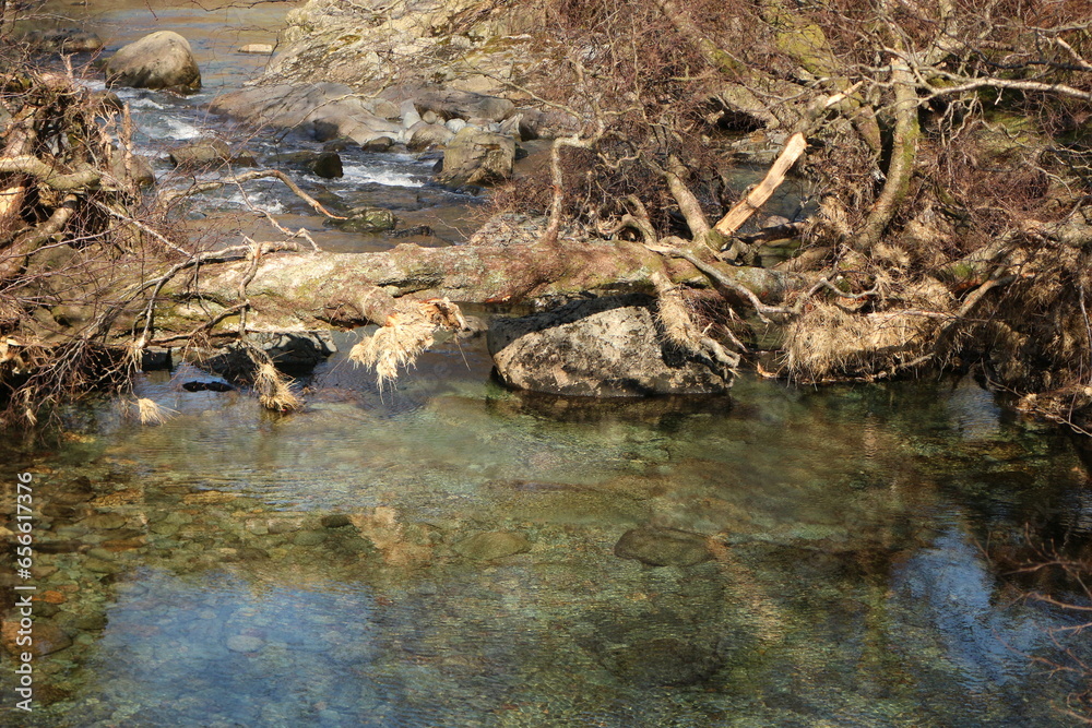 Fototapeta premium river in the forest