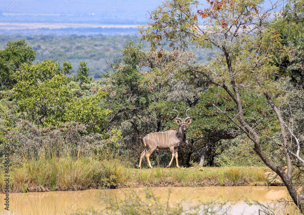 Fototapeta premium A male Kudu beside a waterhole in the Waterberg Region of South Africa
