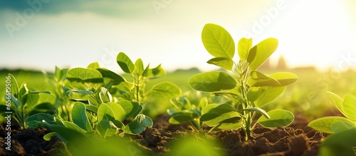 Sunny day soy plantation with green soybeans against sunlight with copyspace for text photo