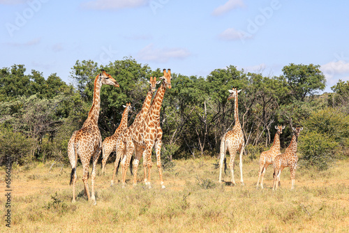 Reticulated Giraffe in the Waterberg Region of South Africa