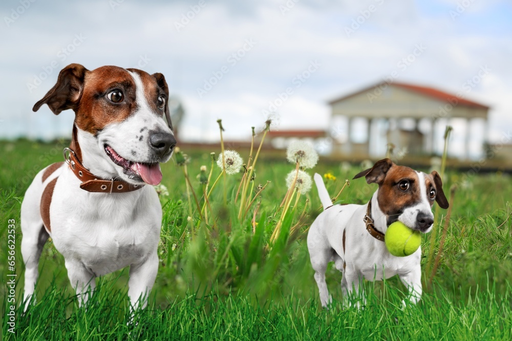 Two cute smart domestic dogs running on the grass