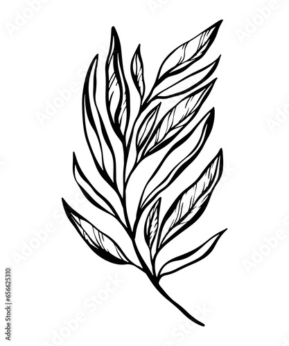 Botanical line illustration of a leaves branch for wedding invitation and cards  logo design  web  social media and posters template. Elegant minimal style floral vector isolated. 