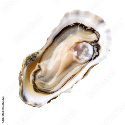 Isolated Oyster on Half-Shell