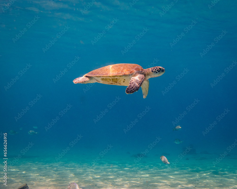 Green Turtle at Playa Piskado, Curacao