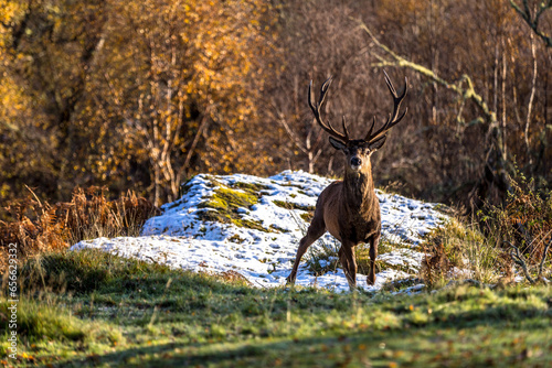 Alladale Wilderness Reserve in Scotland