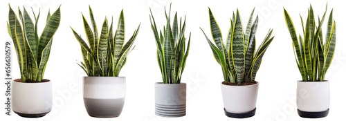 Large house snake plant in modern pot or vase isolated on transparent background generative ai