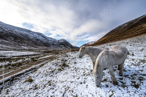 Alladale Wilderness Reserve in Scotland