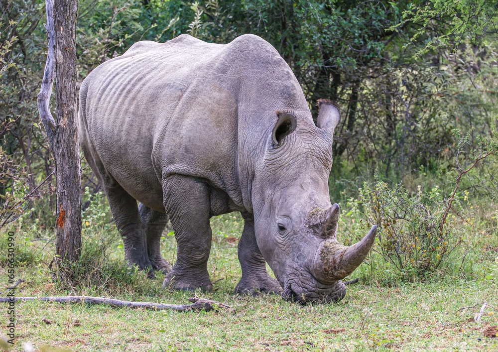 Obraz premium White Rhino grazing at Ant's Nest private reserve in the Waterberg Region of South Africa