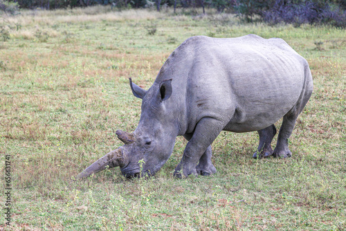 White Rhino grazing at Ant s Nest private reserve in the Waterberg Region of South Africa
