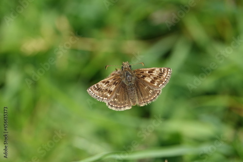 dingy skipper butterfly (Erynnis tages) photo