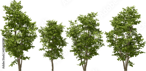 tree autumn flowering virginian witch hazel hq arch viz cutout plant 3d render