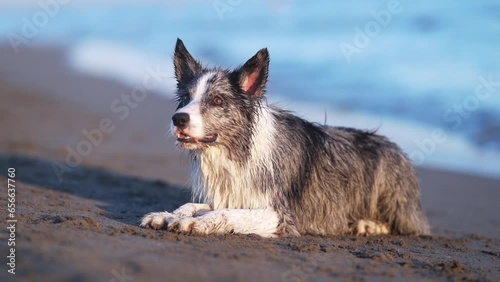 the dog lies on the beach. Funny marble border collie on holiday in nature by the sea