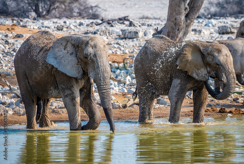 A close up view of elephants cooling down at a waterhole in the Etosha National Park in Namibia in the dry season