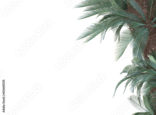 small palm leaves isolated