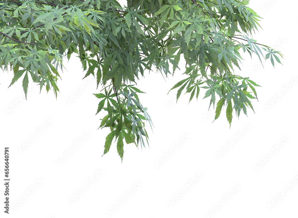 Fototapeta premium Various types of tree branches bushes shrub and small plants 