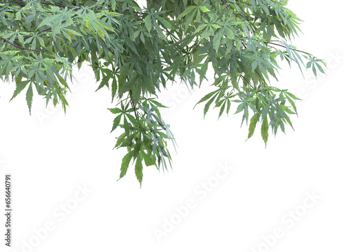 Various types of tree branches bushes shrub and small plants 