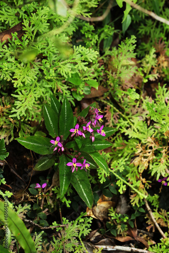 Sonerila deflexa groundcover in rainforest floor photo